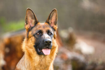 13 Foods for German Shepherds with Sensitive Stomachs