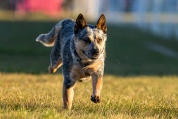 13 Dog Breeds With Natural Instincts For Herding Everything