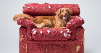 Calm the Crazy: Food That Helps Anxious Dogs Feel Grounded