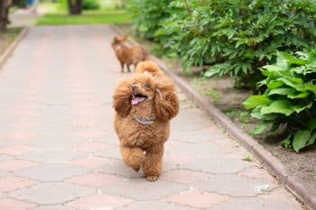 Best Puppy Dog Foods for Poodles