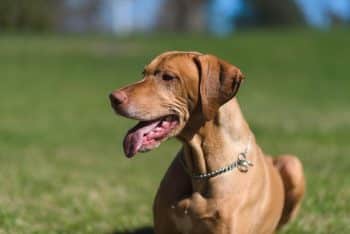 9 Best Freeze-Dried Dog Food Brands for Vizslas