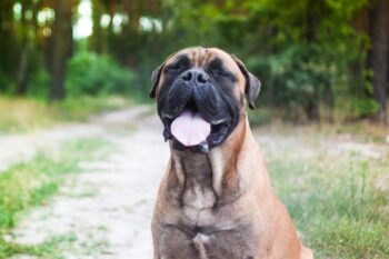 9 Best Freeze-Dried Dog Food Brands for Bullmastiffs