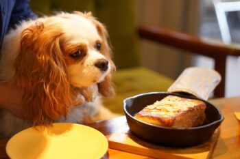 9 Best Freeze-Dried Dog Food Brands for Cavaliers