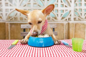 9 Best Freeze-Dried Dog Food Brands for Chihuahuas