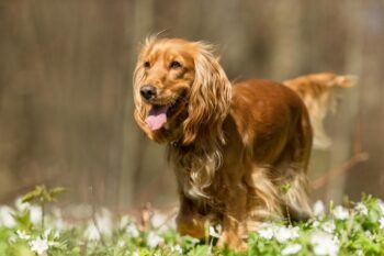9 Best Freeze-Dried Dog Food Brands for Cocker Spaniels