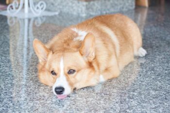 9 Best Freeze-Dried Dog Food Brands for Corgis