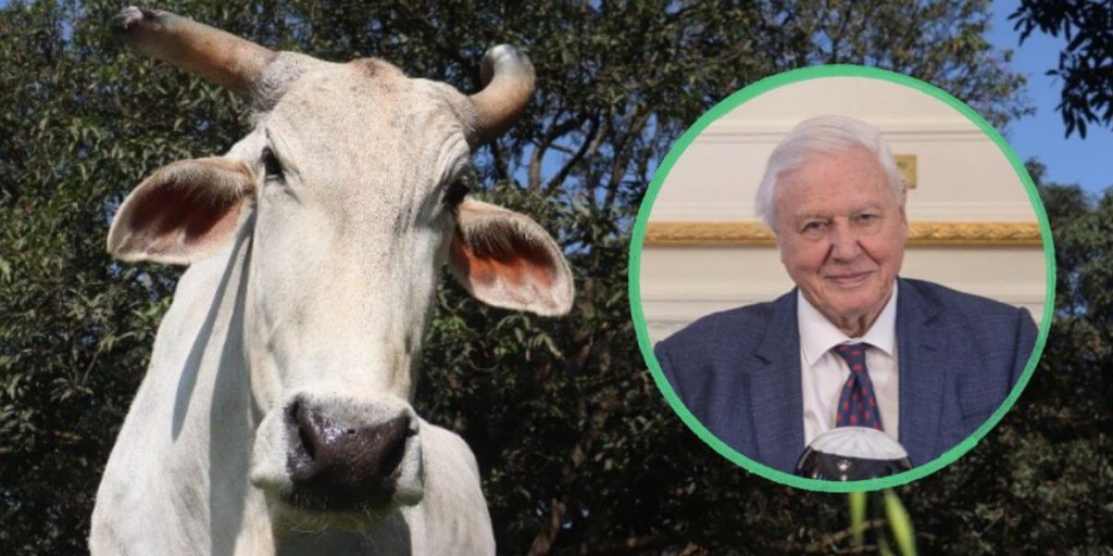 Sir David Attenborough’s 100th Birthday Gift: A Wise, Old Rescued Bull, Sir Attenbullock