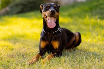 9 Best Freeze-Dried Dog Food Brands for Dobermans