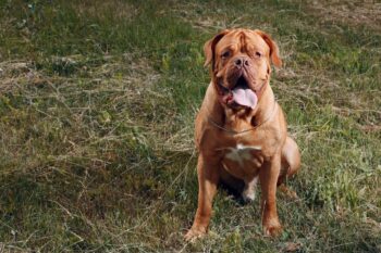 9 Best Freeze-Dried Dog Food Brands for Dogue De Bordeaux