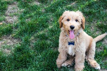 9 Best Freeze-Dried Dog Food Brands for Goldendoodles
