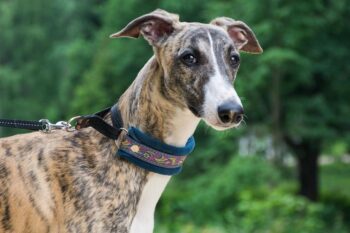9 Best Freeze-Dried Dog Food Brands for Greyhounds