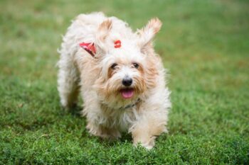 9 Best Freeze-Dried Dog Food Brands for Havanese