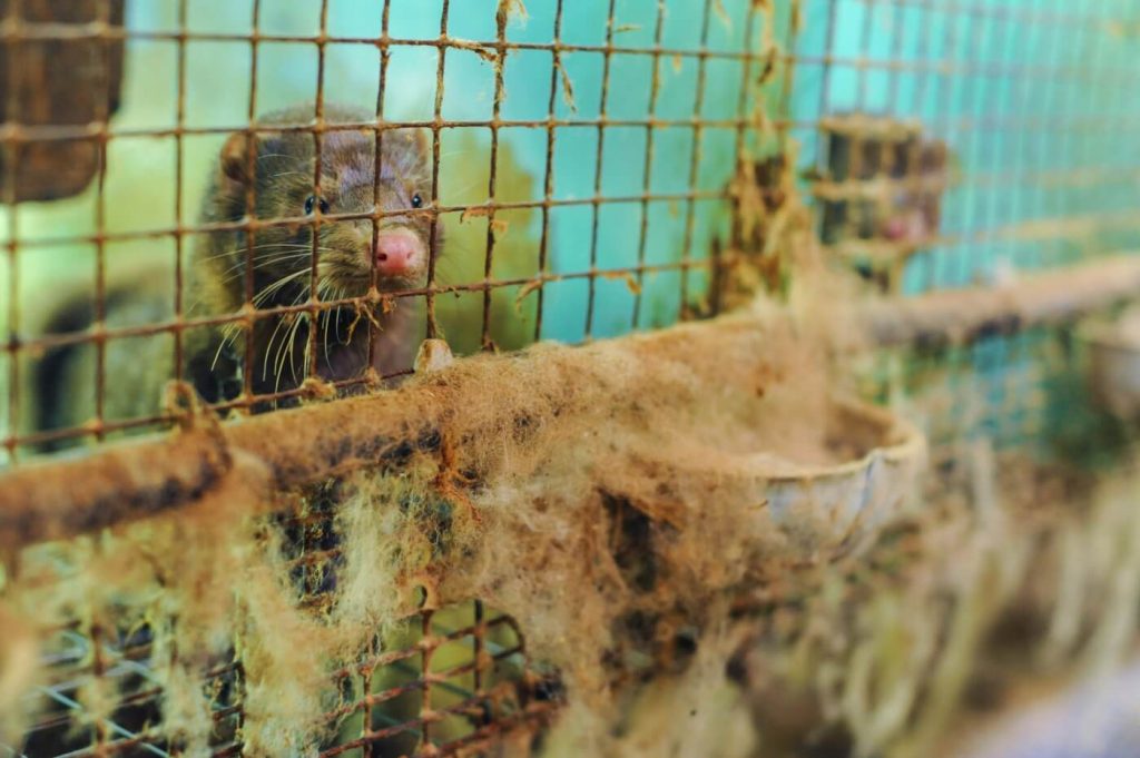 No Fur Allowed: Etsy Takes a Stand for Animals After Pressure From PETA