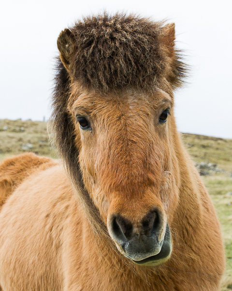 Capturing our Inner Derp