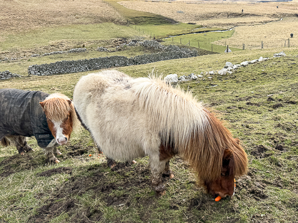 First Visitors of the Year