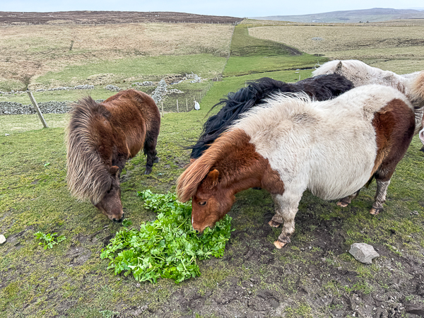 Celery Time!