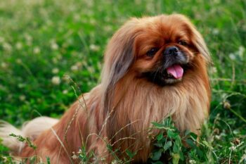 9 Best Freeze-Dried Dog Food Brands for Pekingese