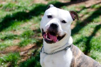 9 Best Freeze-Dried Dog Food Brands for Pit Bulls