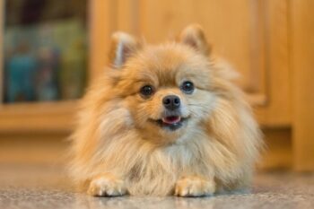 9 Best Freeze-Dried Dog Food Brands for Pomeranians