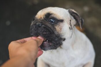9 Best Freeze-Dried Dog Food Brands for Pugs