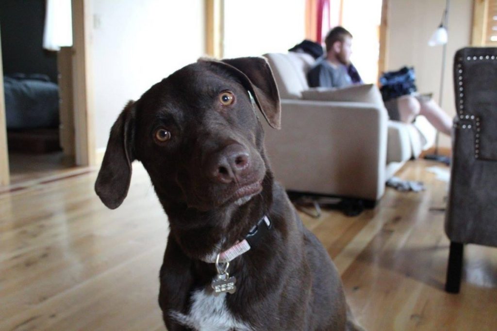 Ever Wonder Why Dogs Tilt Their Heads? Here’s the Real Reason