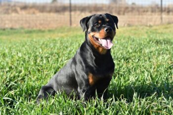 9 Best Freeze-Dried Dog Food Brands for Rottweilers