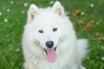 9 Best Freeze-Dried Dog Food Brands for Samoyeds