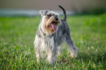9 Best Freeze-Dried Dog Food Brands for Schnauzers