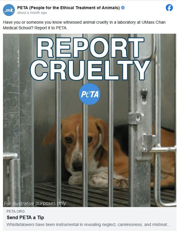 Campaign Updates: Dogs Starved, Pigs Given Heart Attacks in UMass Chan Labs