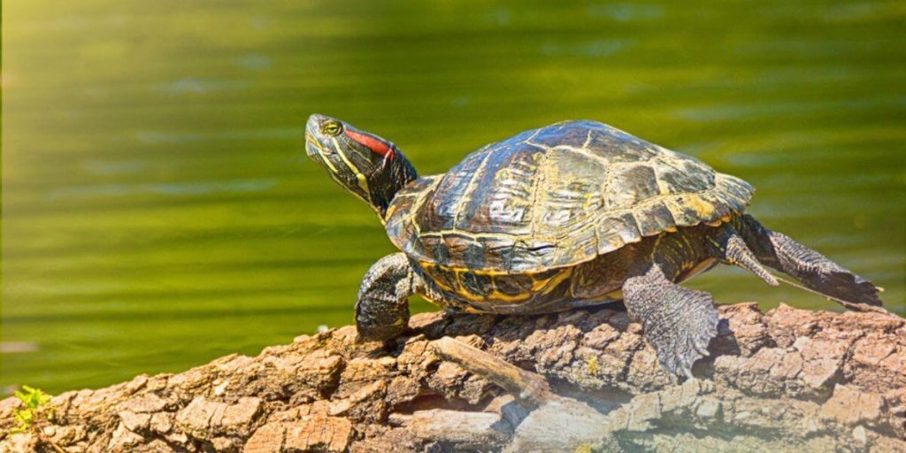 Huge Win for Animals! PetSmart Stops Selling Turtles, Tortoises, and More