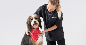 From Grooming to Doggie Day Camp: Discover PetSmart’s Professional Pet Services
