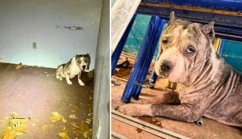 Left For Dead In A Deserted Church, Deacon Is Recovering With Help From Hero VIP Club Members