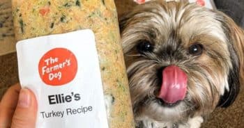 Spring Allergies in Dogs: How the Right Diet Can Help Your Dog Feel Better This Season