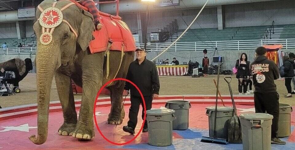 Big Win for Elephants: Jordan World Circus Drops Elephant Acts After Relentless PETA Pressure