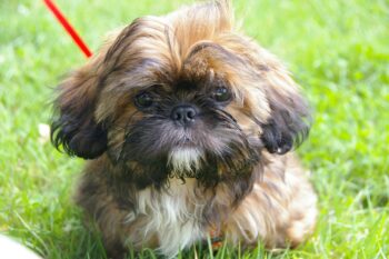20 Best Shih Tzu Puppy Foods