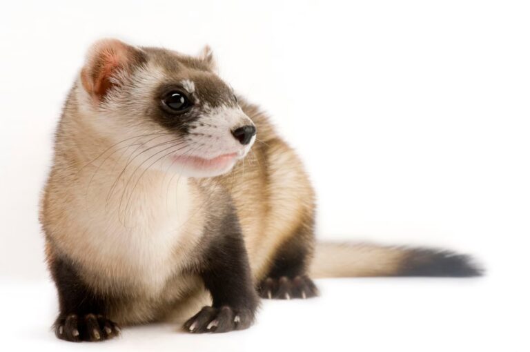 The Black-Footed Ferret, America’s Most Endangered Mammal, on the Brink