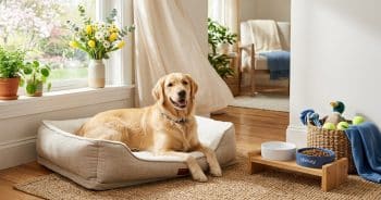 Spring Refresh Starts at Chewy: 15 Must-Haves for Your Dog’s Space
