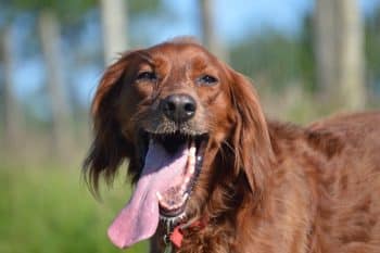 6 Best Frozen Dog Treats