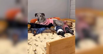 9 Dachshunds, 1 Great Dane, and the Wildest Bunk Bed Setup You’ll Ever See