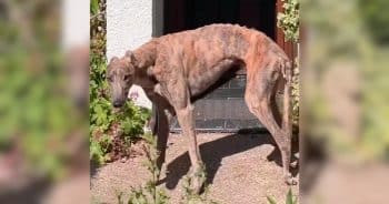 Greyhound Goes From Sudden Paralysis to Running Again Against All Odds