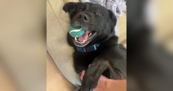 Overlooked Senior Dog’s Sweet Habit Caught One Person’s Eye and Changed His Life