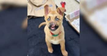 Puppy With Traumatic Injuries Is Finally Ready to Find His Family