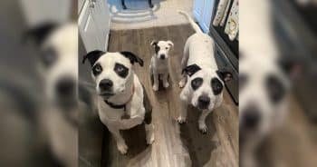 What Started With Two Lookalike Dogs Turned Into a “Panda” Pack