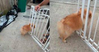 Pomeranian Gets Stuck in Baby Gate, Firefighters Use Jaws of Life to Free Little Odin