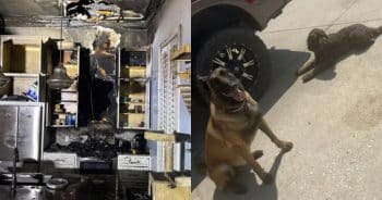 Hero Dogs Alert Homeowner to Early Morning Fire and Help Prevent Disaster