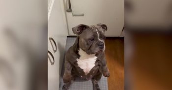 Catfish Win: She Thought She Adopted a Low-Key Dog Until the Zoomies Started