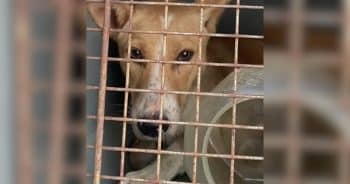 Head Trapped in a Bucket for Four Days in Extreme Heat, Mama Dog Is Rescued and Back With Her Puppies