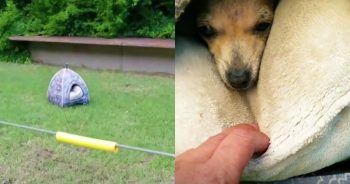 This Puppy Was Just 3 Pounds, Cold, Wet, and Covered in Fleas When Someone Found Her