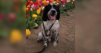 After Dog’s Sudden Death, Dog Mom Issues Urgent Warning About Spring Flowers