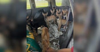 9 Emaciated Puppies Rescued From Car After Days of Suffering
